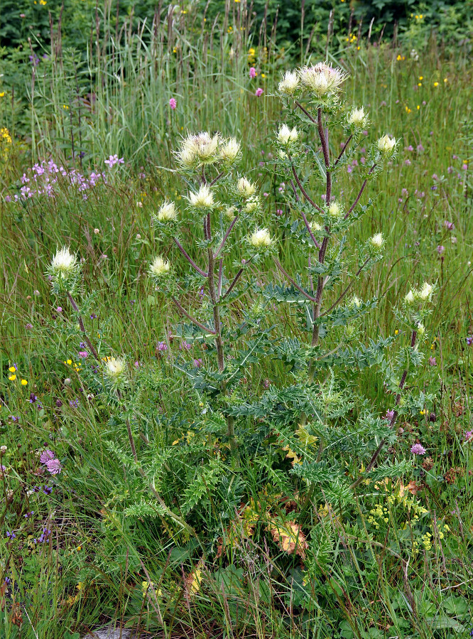 Изображение особи Cirsium obvallatum.