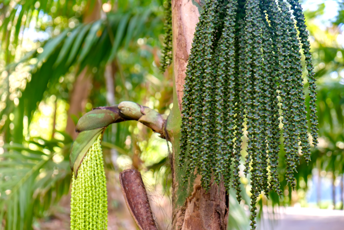 Image of familia Arecaceae specimen.