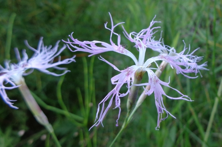 Изображение особи Dianthus stenocalyx.