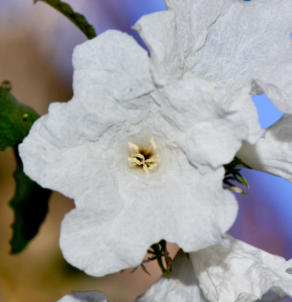 Image of Cordia parvifolia specimen.