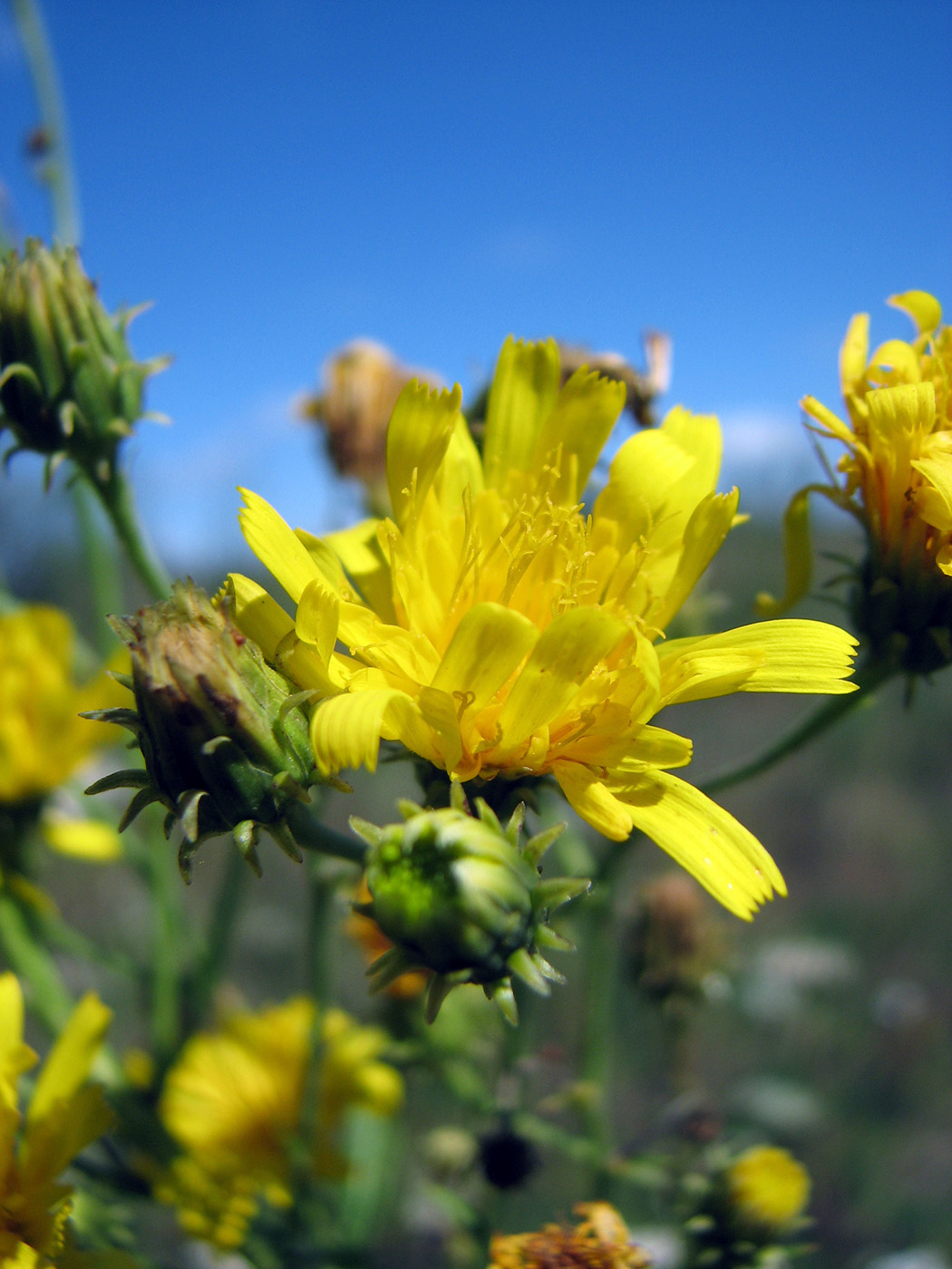 Изображение особи Hieracium umbellatum.