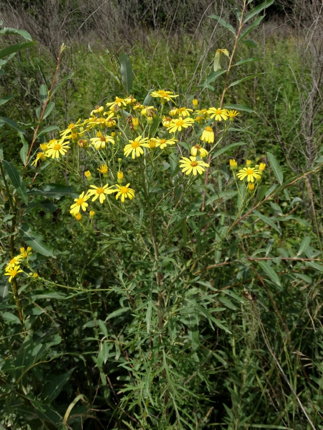 Image of Senecio argunensis specimen.