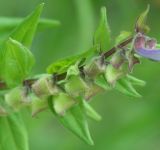 Scutellaria hastifolia. Соплодие с незрелыми плодами. Белгородская обл., окр. пос. Борисовка, Острасьев яр. 11.07.2006.