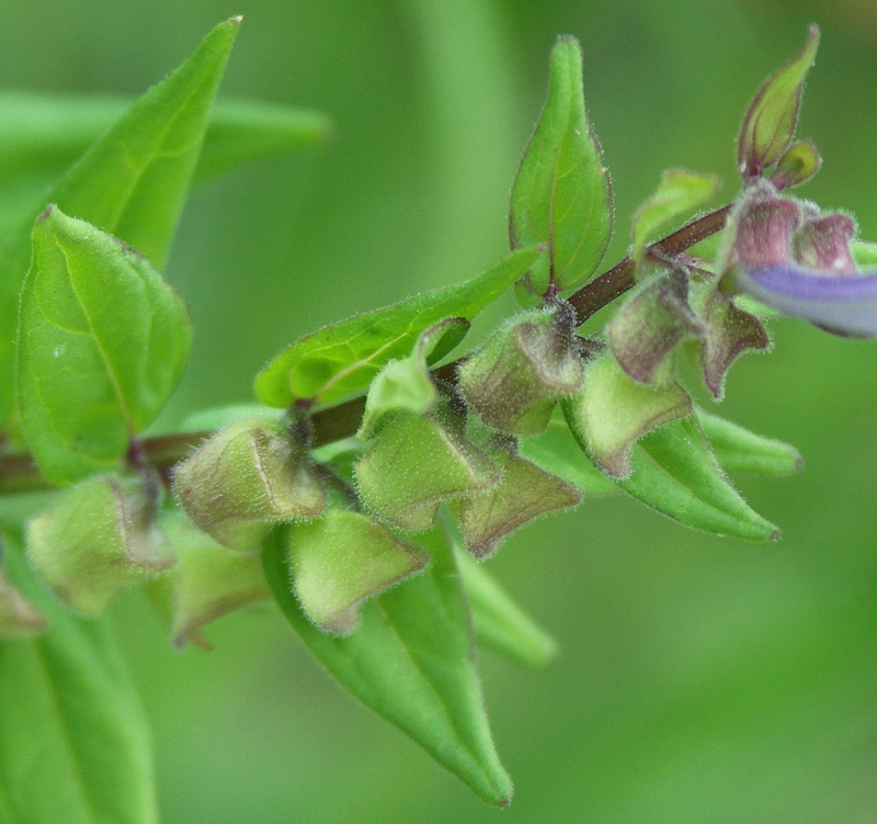 Image of Scutellaria hastifolia specimen.