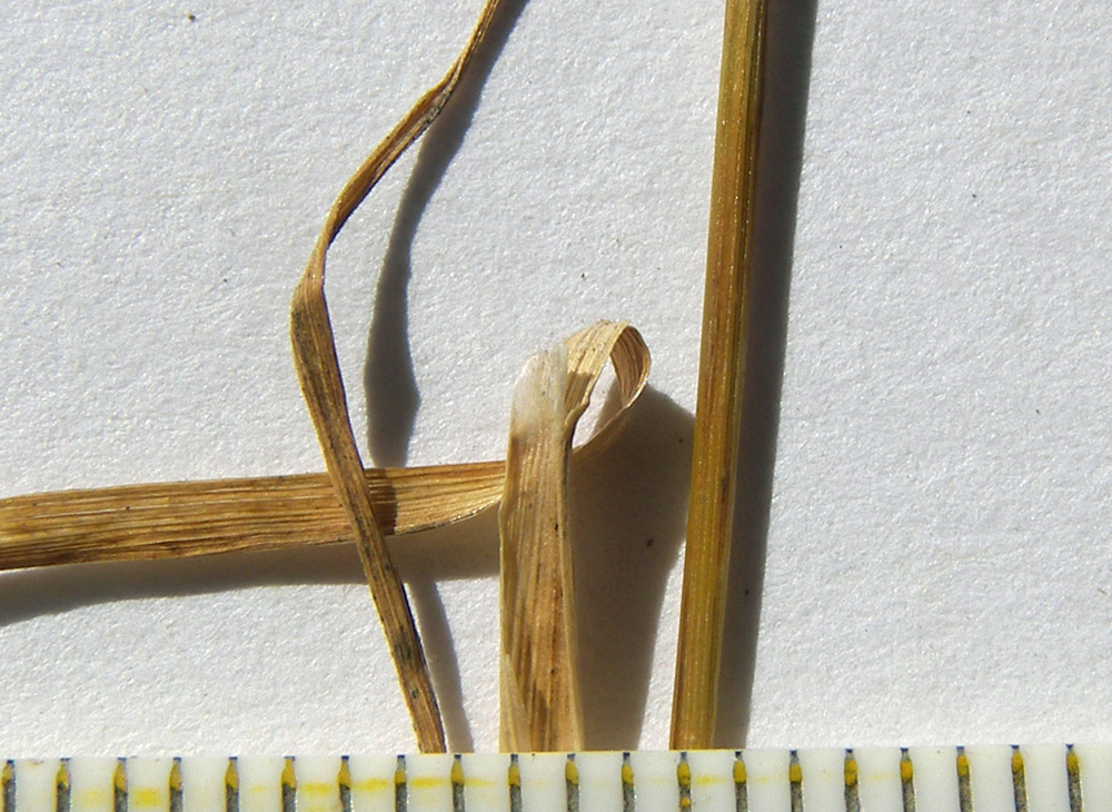 Image of Poa araratica specimen.