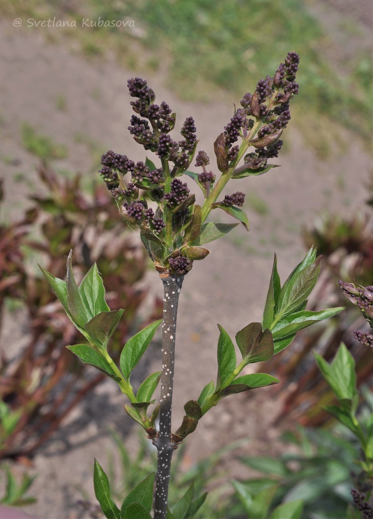 Изображение особи Syringa pubescens ssp. patula.