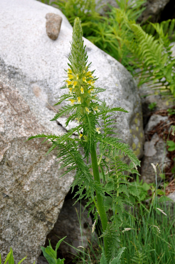 Image of Pedicularis condensata specimen.