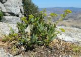 Bupleurum gibraltaricum. Цветущее растение. Испания, Андалусия, национальный парк Torcal de Antequera, ок.1200 м н.у.м. Август.