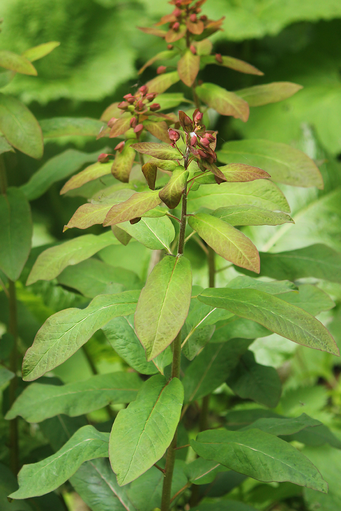 Изображение особи Euphorbia macroceras.