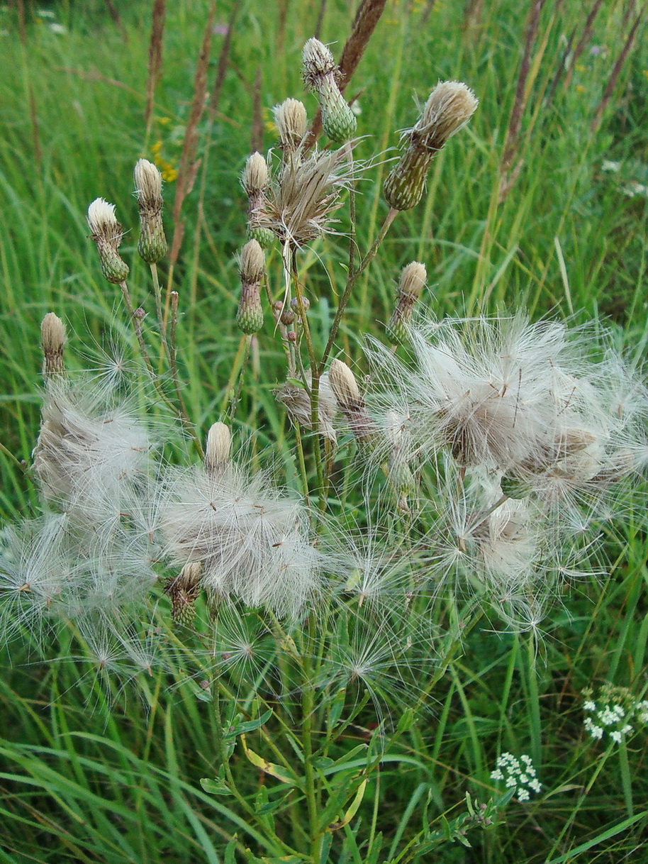 Image of Cirsium setosum specimen.