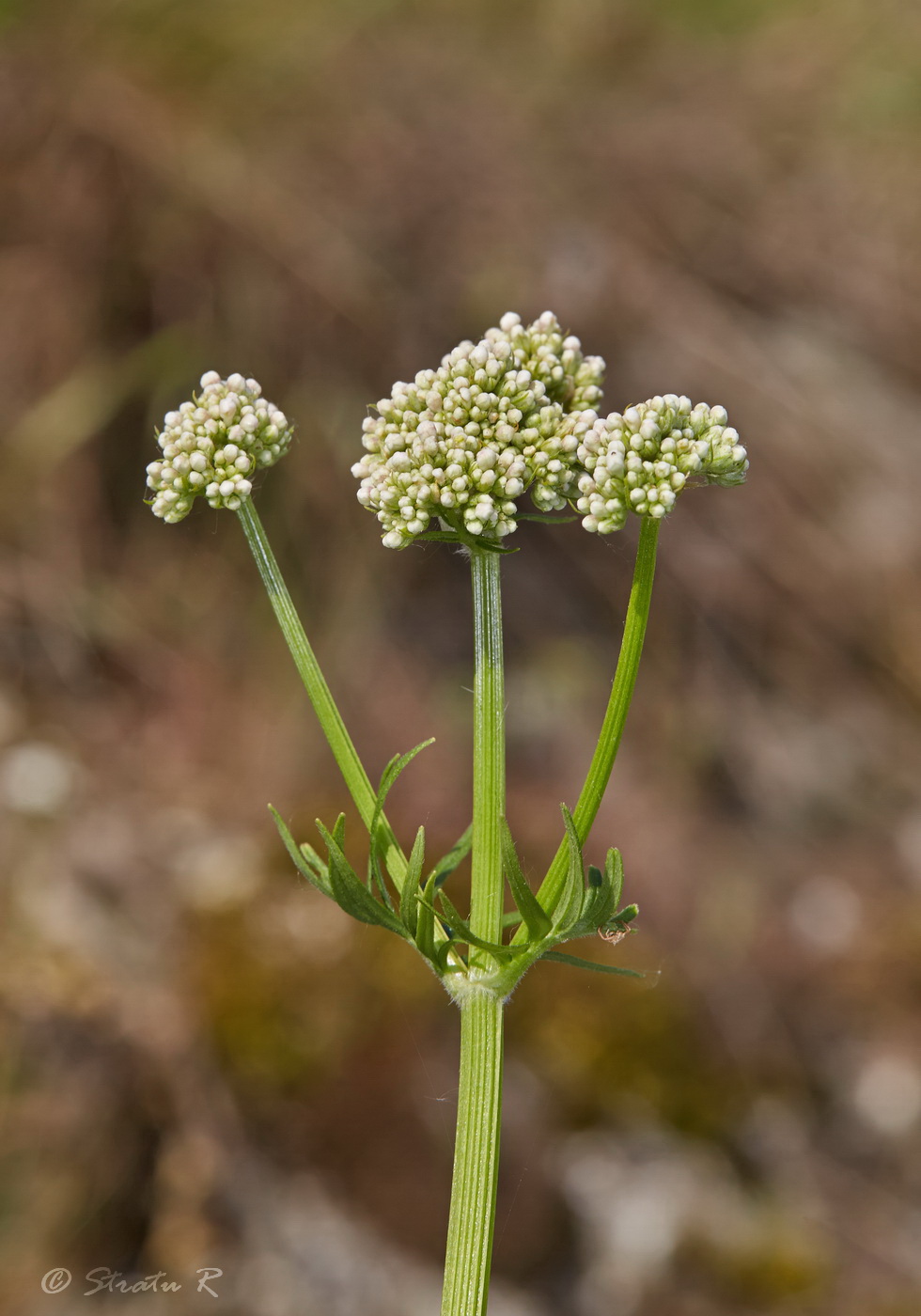 Изображение особи род Valeriana.