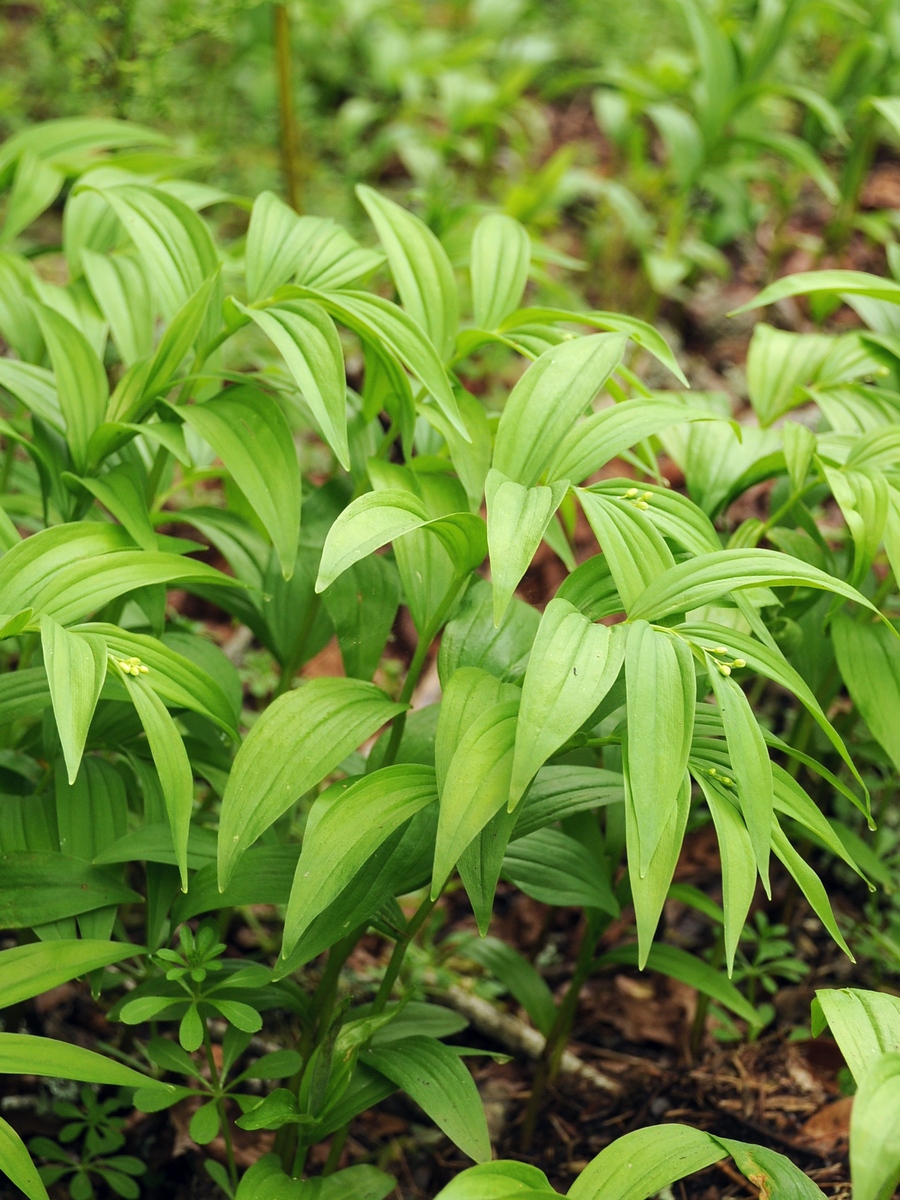 Изображение особи Smilacina stellata.