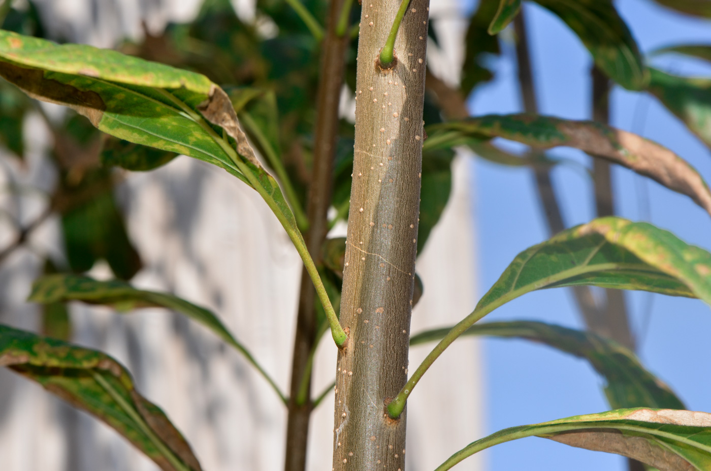 Image of genus &times; Chitalpa specimen.