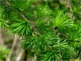 Larix kaempferi. Веточка с молодыми хвоинками. Украина, Ивано-Франковская обл., Болеховский горсовет, Поляницкий сельсовет, Поляницкий региональный ландшафтный парк, смешанный лес. 10.05.2017.