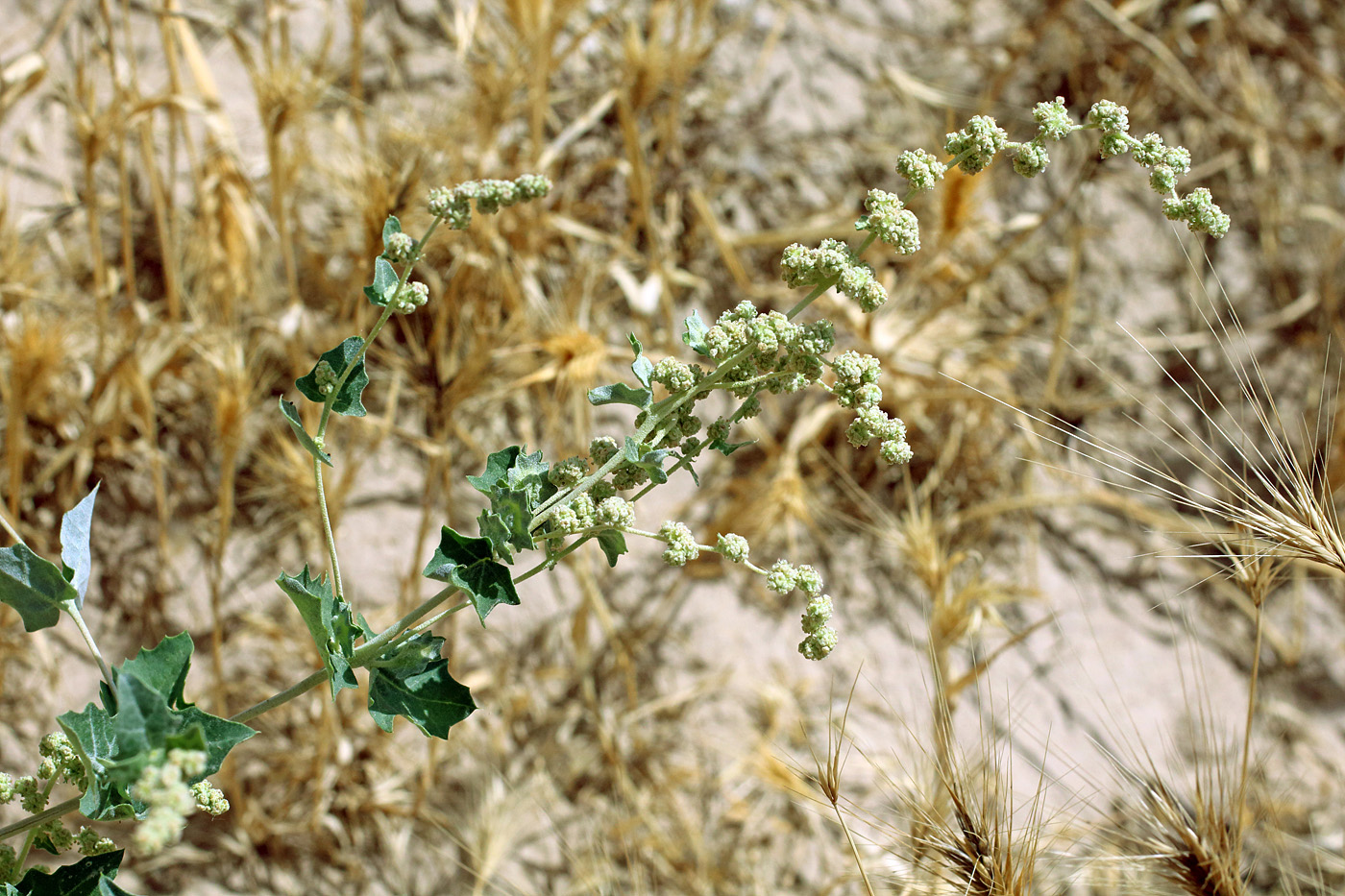 Image of Atriplex flabellum specimen.