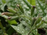 Pulmonaria officinalis. Соцветие с засохшими и опавшими венчиками. Москва, Воронцовский парк, лужайка в дубовой роще, в культуре или одичавшее. 04.06.2017.