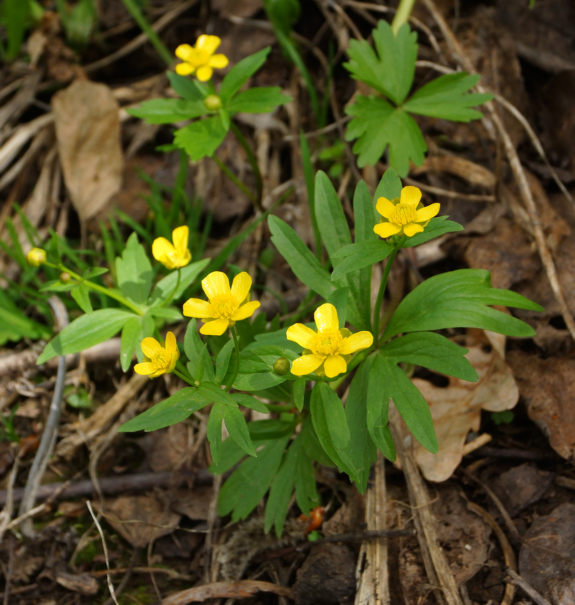 Image of genus Ranunculus specimen.