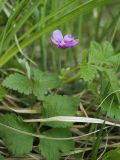 Rubus arcticus. Верхушка цветущего растения. Мурманская обл., Кольский р-н, берег оз. Кильдинское, заболоченный ивняк. 03.07.2017.