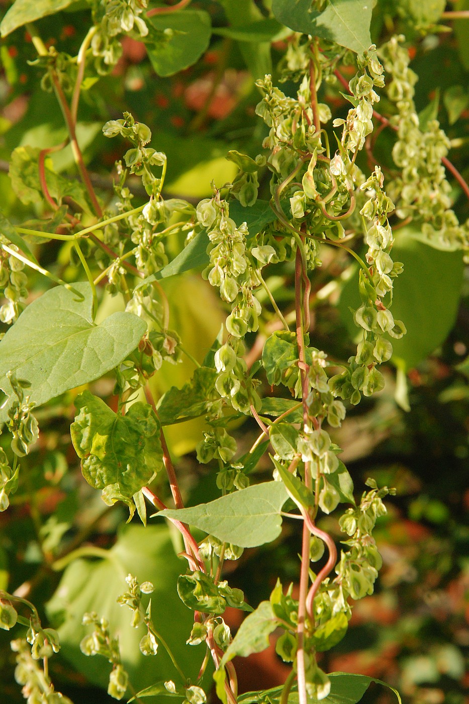 Image of Fallopia dumetorum specimen.