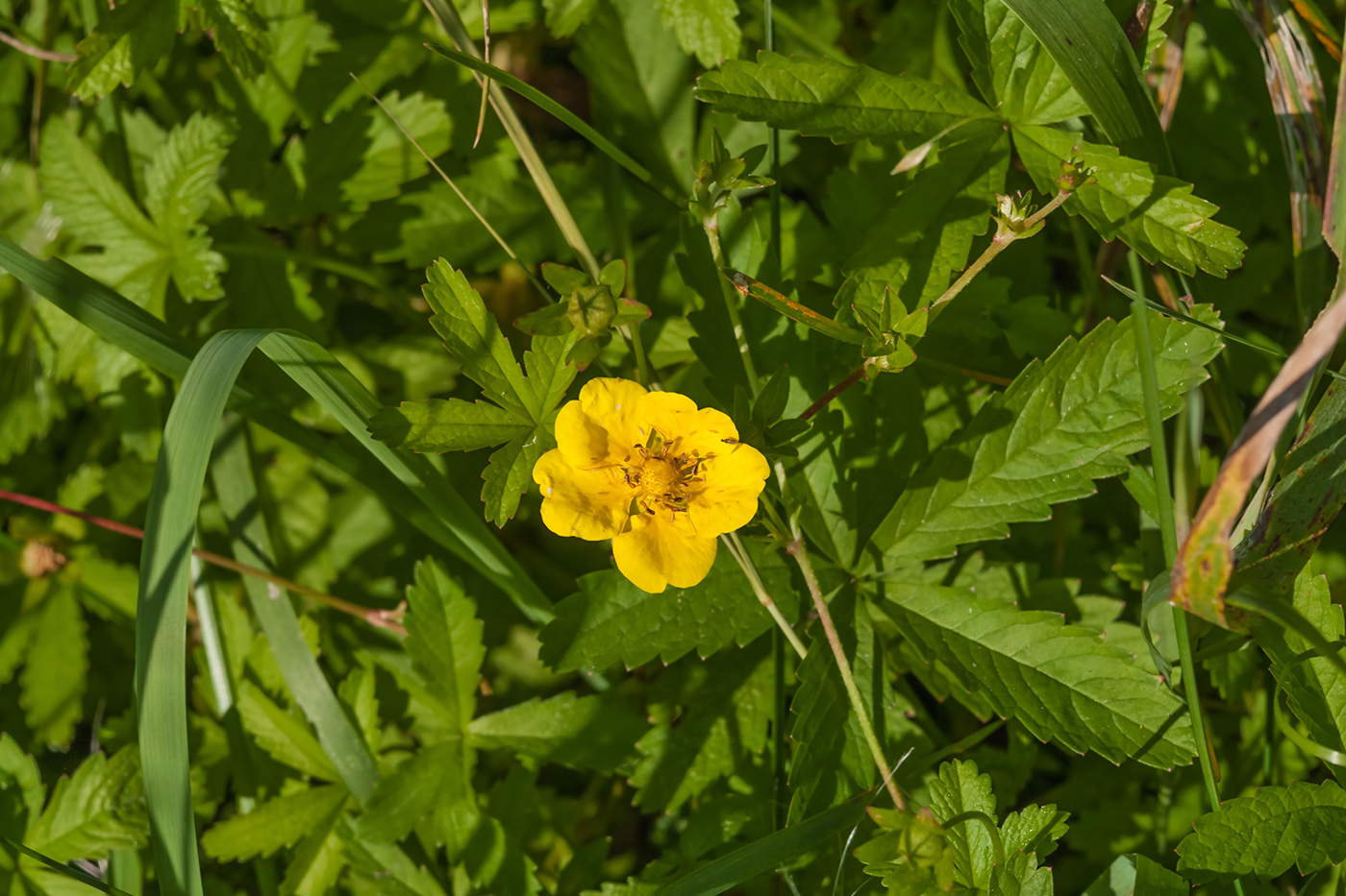 Image of Potentilla reptans specimen.