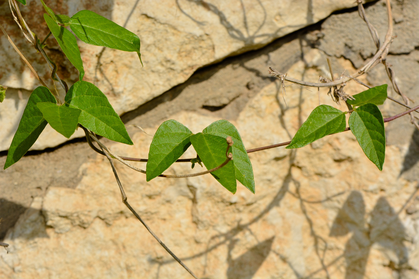 Изображение особи Vigna speciosa.