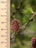 Larix sibirica