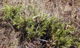 Juniperus hemisphaerica. Вегетирующее растение. Крым, городской округ Ялта, Ай-Петринская яйла, петрофитно-степной склон. 14.08.2017.