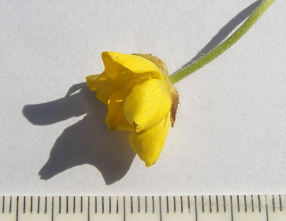 Image of Ranunculus baidarae specimen.