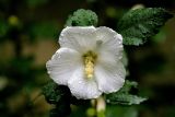 Hibiscus syriacus