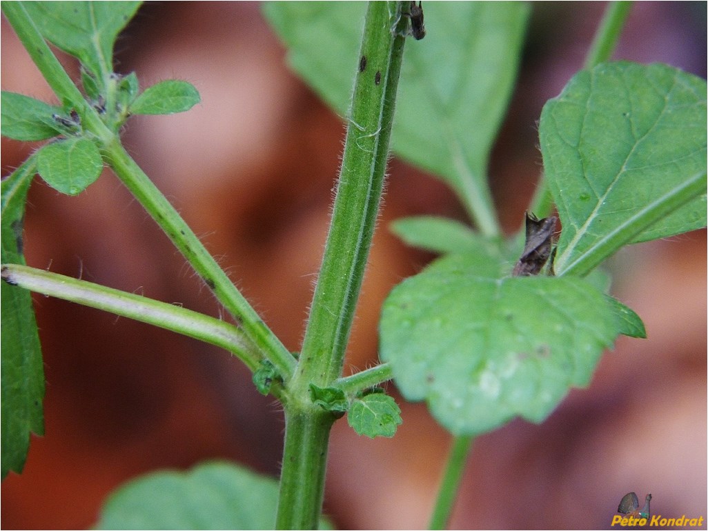 Image of Melissa officinalis specimen.