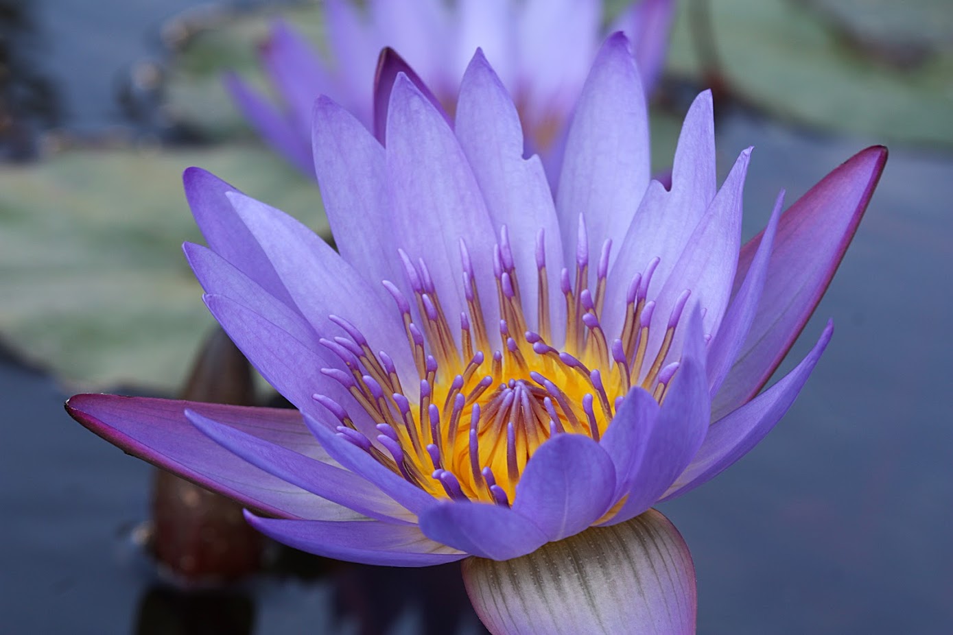 Image of Nymphaea odorata specimen.