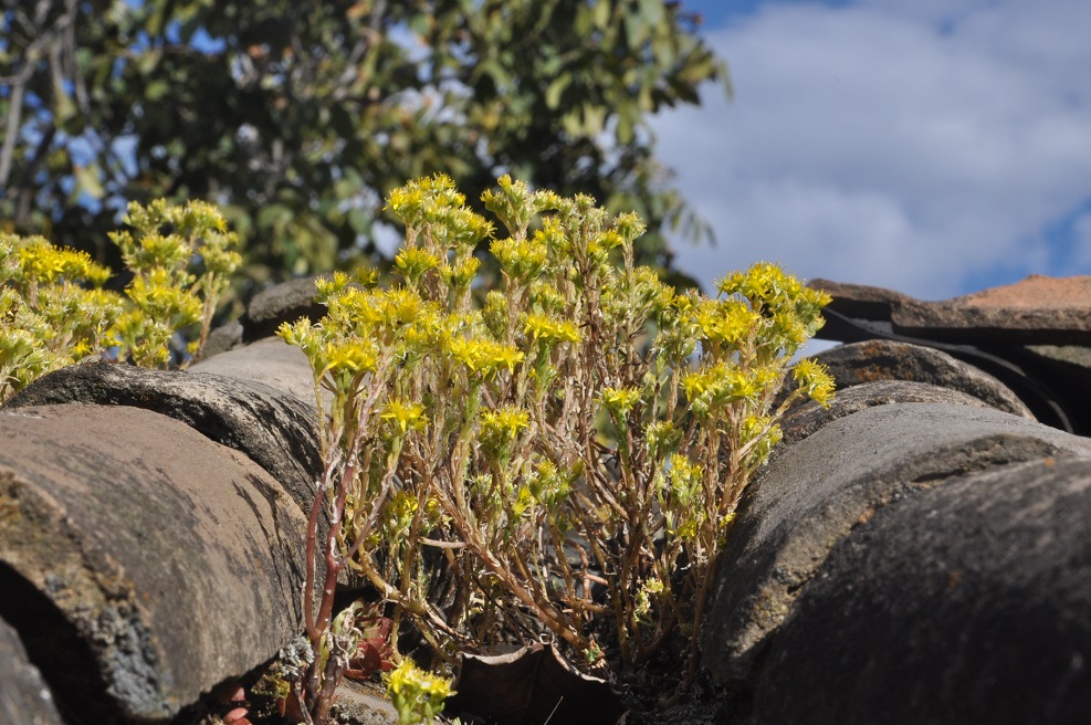 Image of genus Sedum specimen.