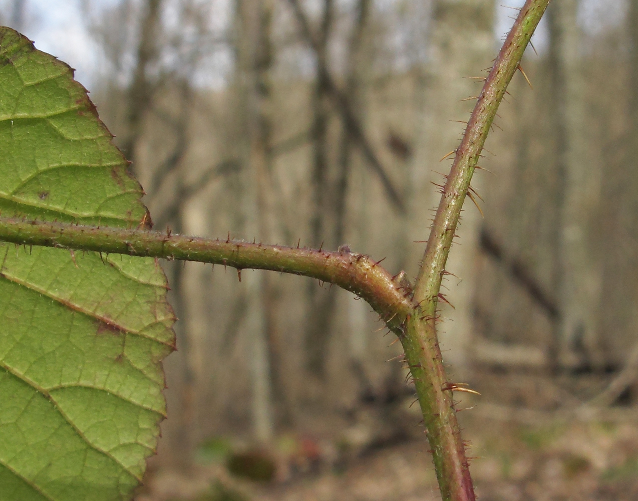 Image of Rubus caucasicus specimen.