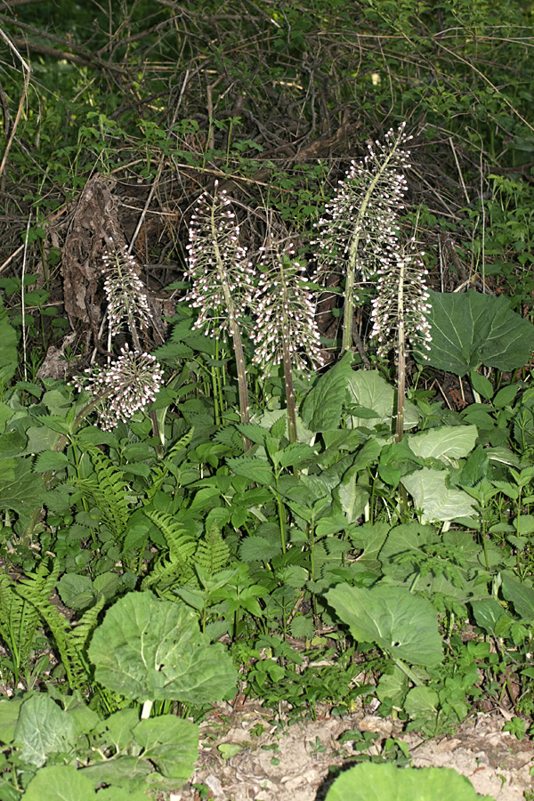 Image of Petasites hybridus specimen.