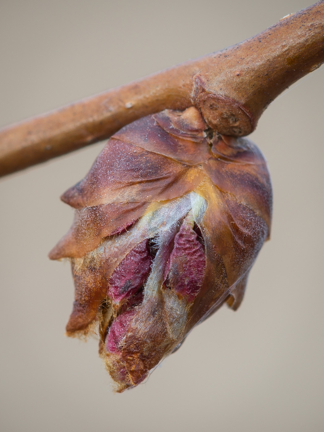 Изображение особи Ulmus laevis.