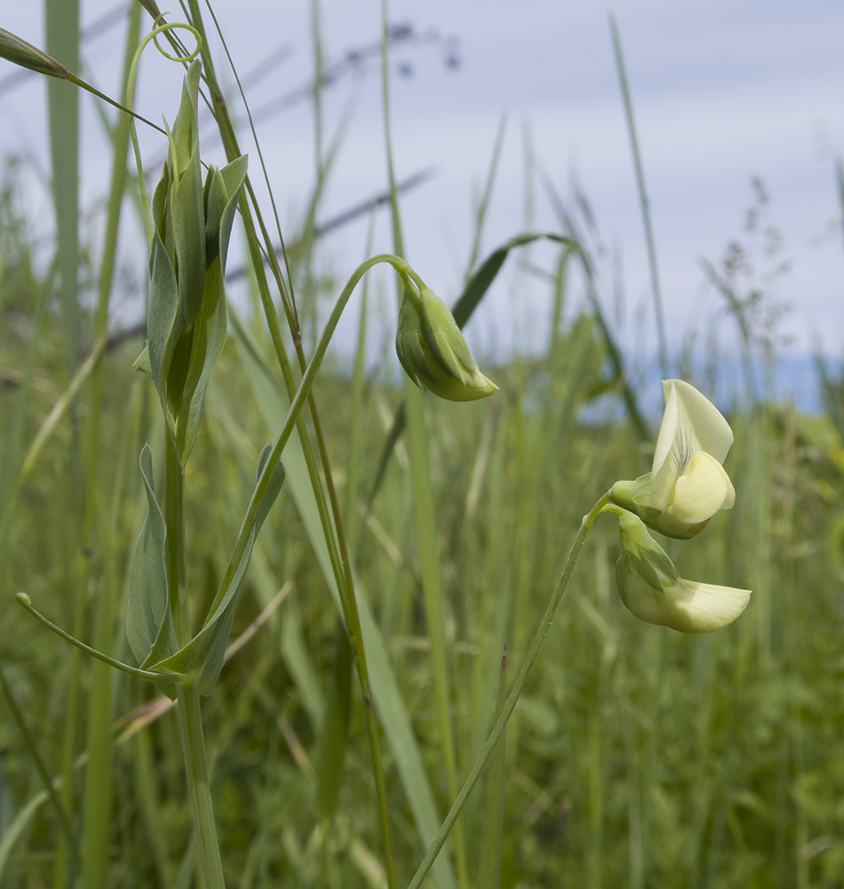 Image of Lathyrus aphaca specimen.