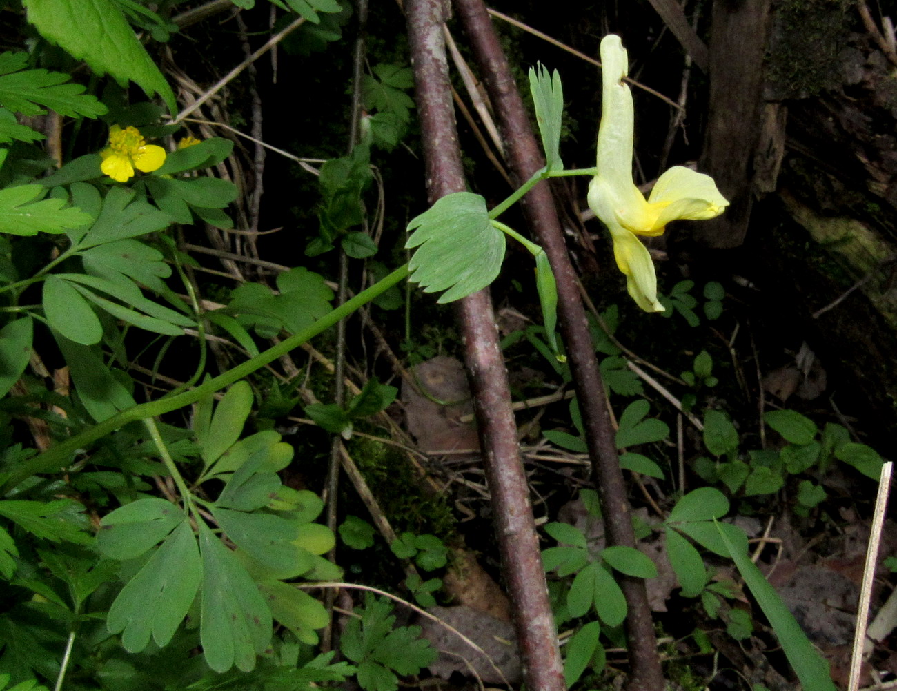 Изображение особи Corydalis bombylina.