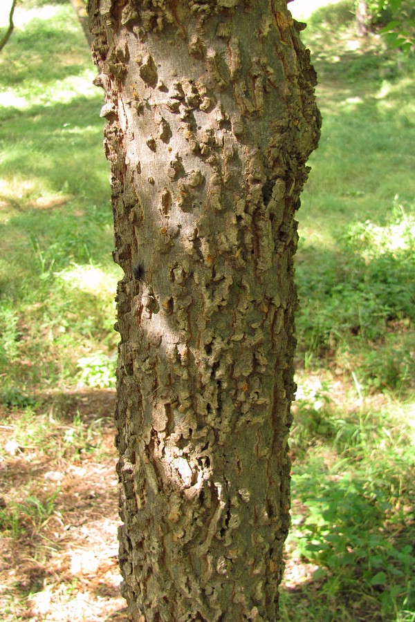 Image of Celtis occidentalis specimen.