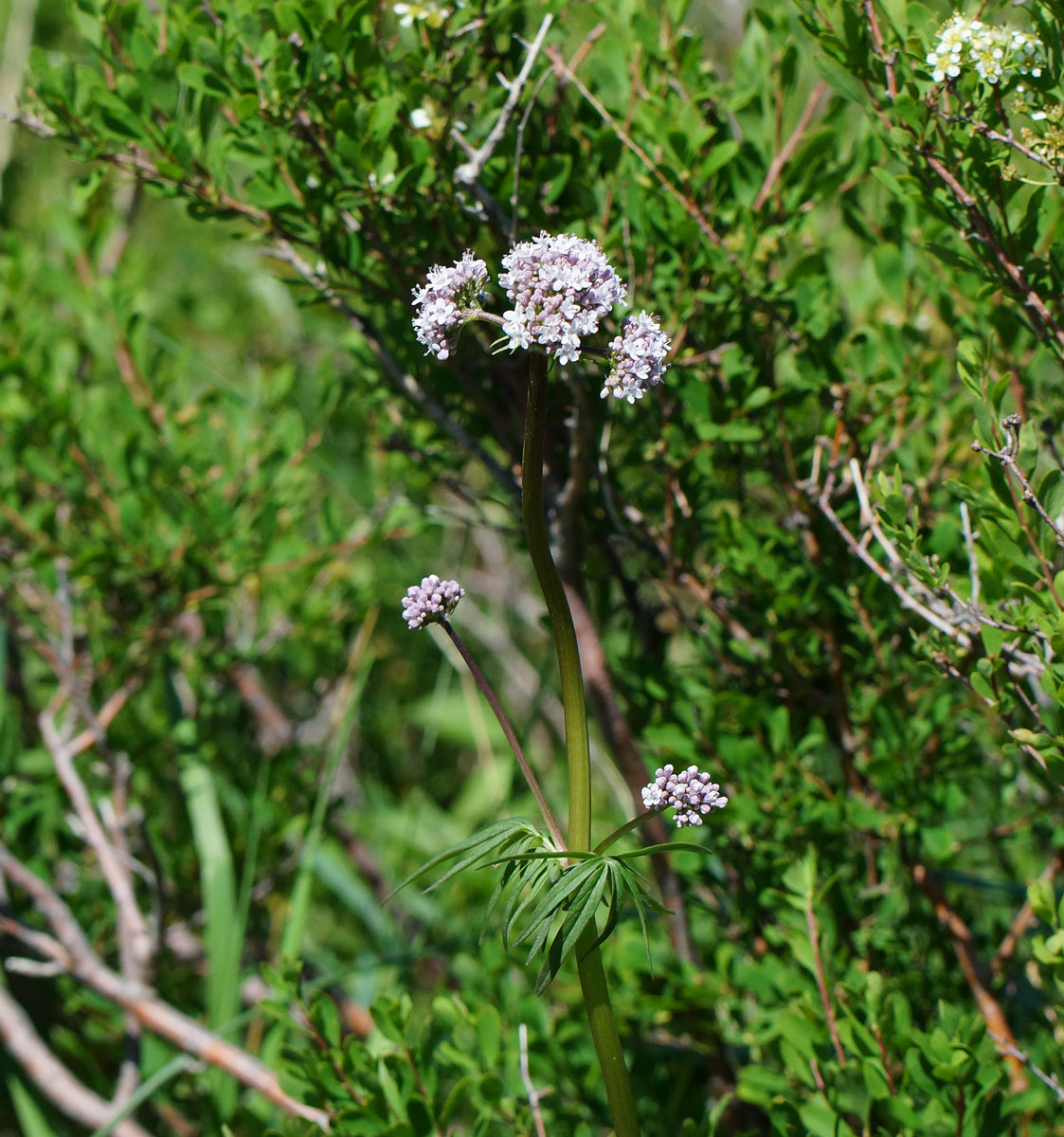 Image of Valeriana dubia specimen.