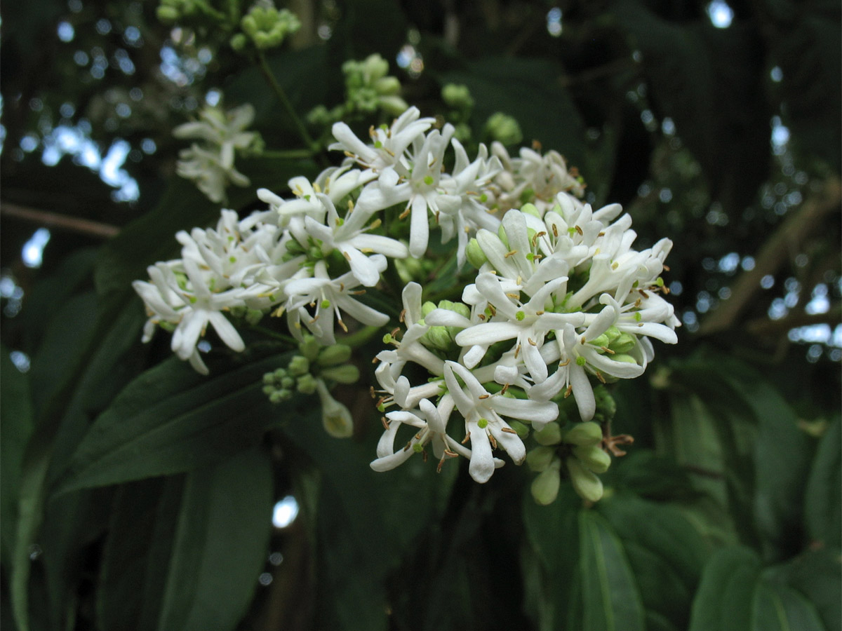 Image of Heptacodium miconioides specimen.