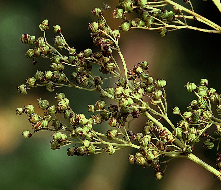 Image of Filipendula ulmaria specimen.