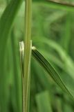 Brachypodium pinnatum. Влагалище и основание пластинки стеблевого листа. Украина, Львовская обл., Золочевский р-н, луговой склон. 23 июня 2010 г.