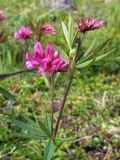 Trifolium lupinaster. Верхушки цветущих побегов. Магаданская обл., окр. г. Магадан, мыс Островной, разнотравный луг под склоном сопки. 22.07.2018.