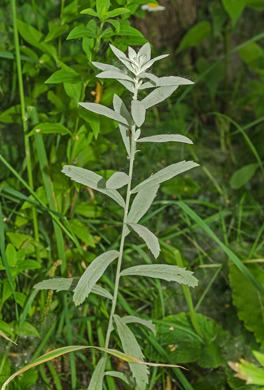 Image of Artemisia ludoviciana specimen.