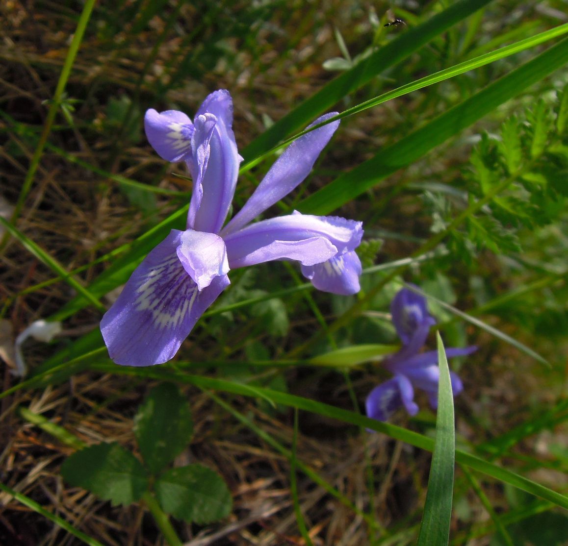 Image of Iris ruthenica specimen.