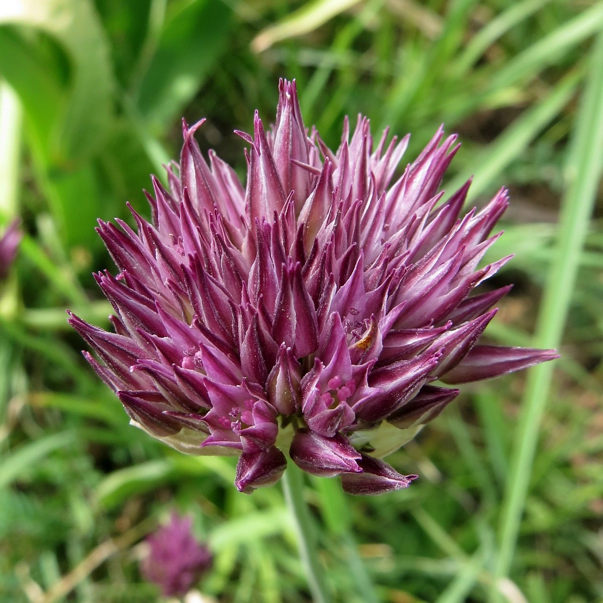 Image of Allium sordidiflorum specimen.