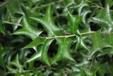 Ilex cornuta