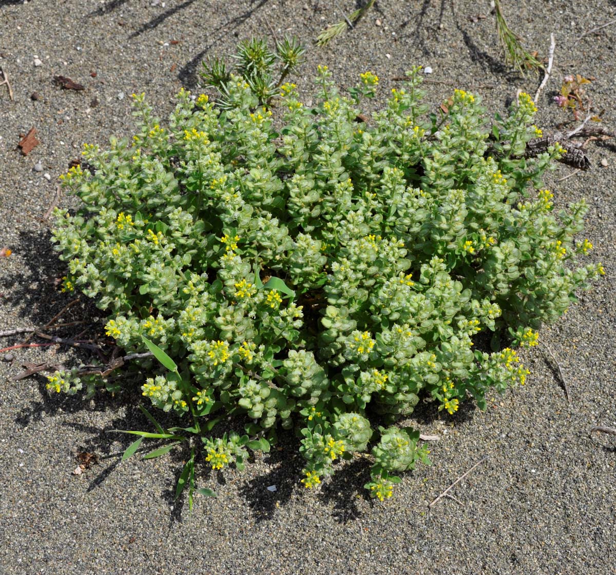 Image of Alyssum strigosum specimen.