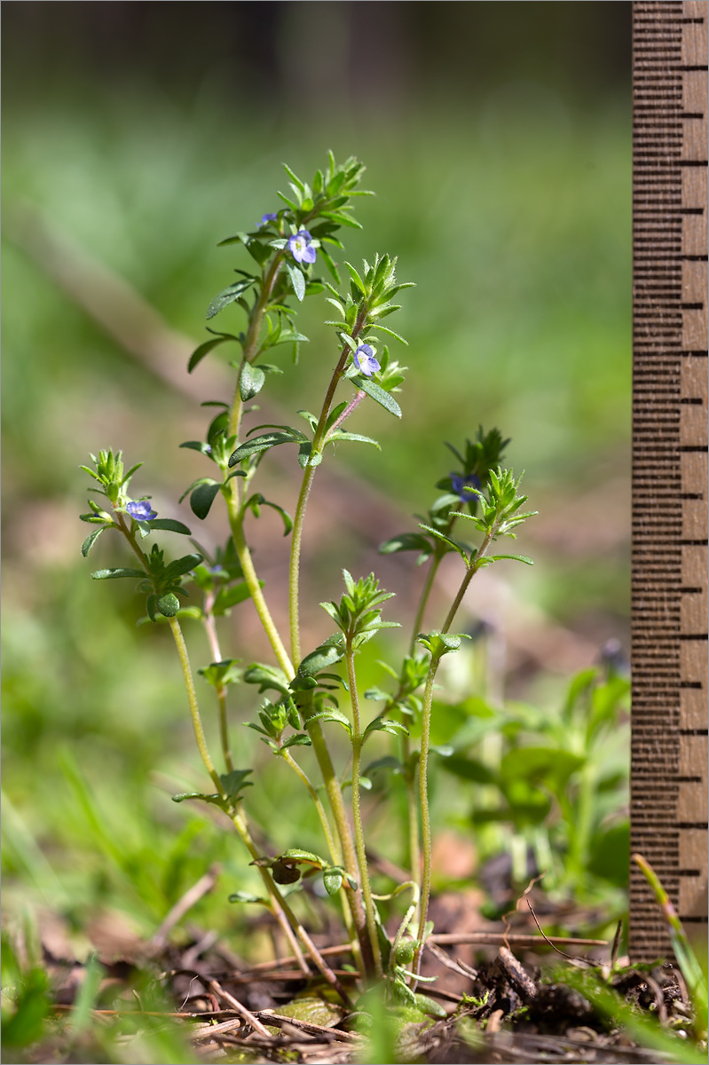 Image of Veronica verna specimen.