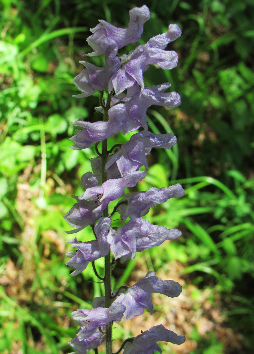 Изображение особи Aconitum septentrionale.